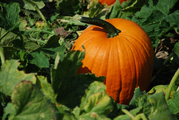 Ricette con la zucca
