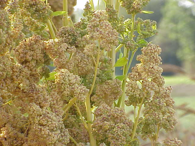 La quinoa